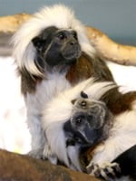 tamarin monkey pair