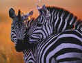 zebra