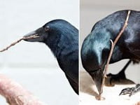 Crows and bonding behaviors