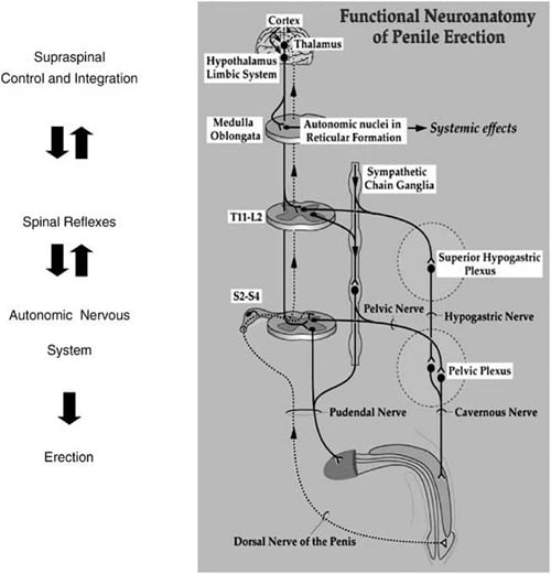 Central Mechanisms of Erectile Dysfunction What a Clinician May