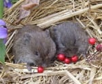 Prairie Voles