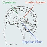 Les causes de la dépendance à la pornographie sont dans le cerveau