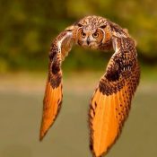 owl